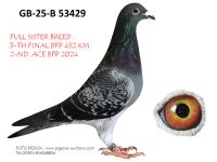 Pigeon auction 1970-01-01