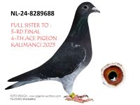 Pigeon auction 1970-01-01