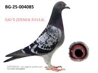 Pigeon auction 1970-01-01