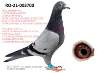 Pigeon auction 1970-01-01