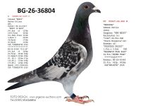 Pigeon auction 1970-01-01