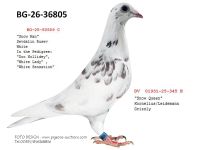 Pigeon auction 1970-01-01