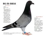 Pigeon auction 1970-01-01