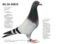 Pigeon auction 1970-01-01