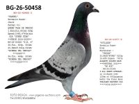 Pigeon auction 1970-01-01